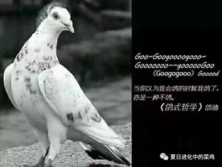 鸽子上市尝鲜正当时，解锁美味新篇章！