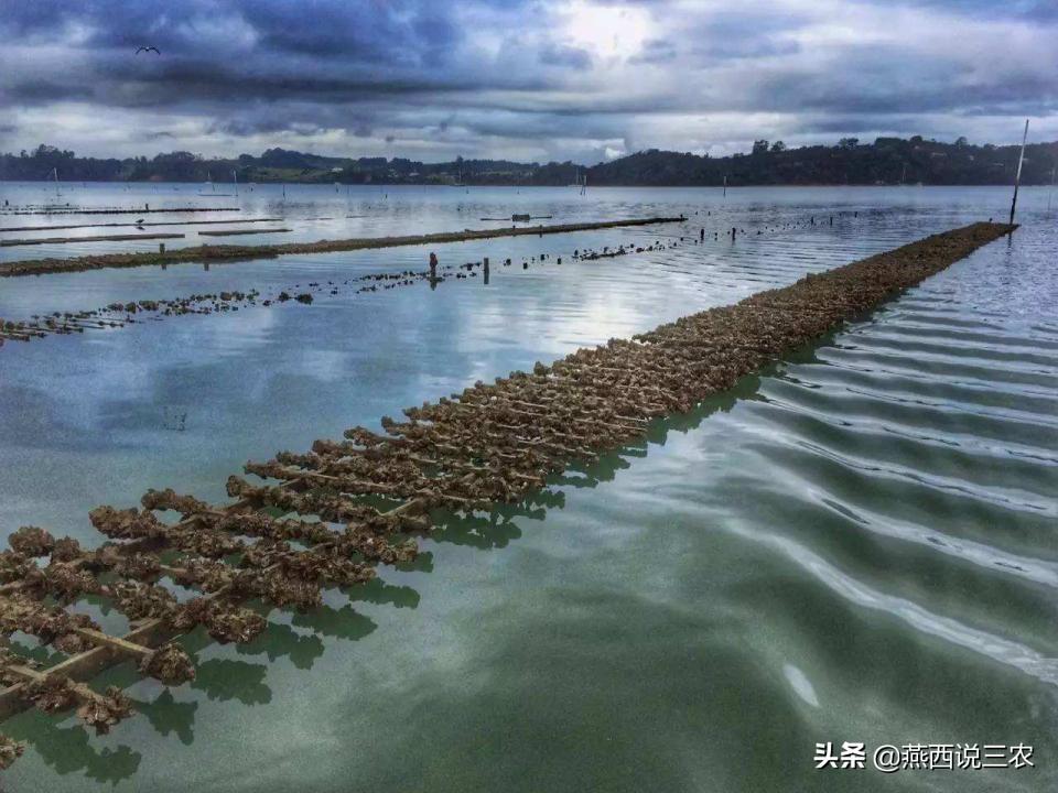 生蚝行情，海洋之星的崛起与变迁之路
