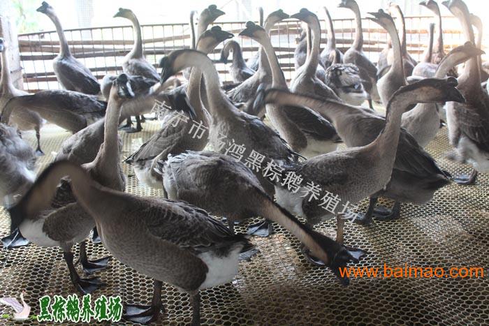 白条鹅最新批发价格揭秘，鹅群中的温情故事