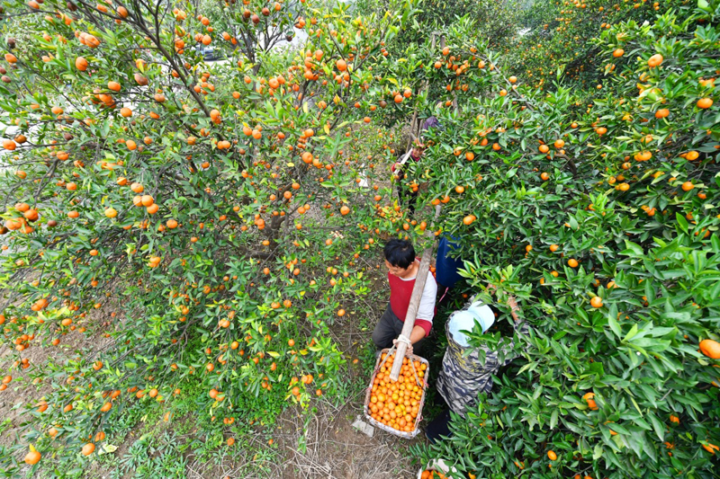 江西新干三湖最新动态报道
